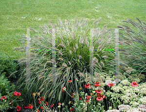 Picture of Pennisetum alopecuroides 