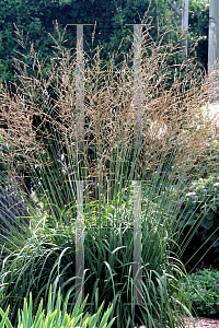 Picture of Molinia caerulea ssp. arundinacea 'Skyracer'