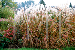 Picture of Miscanthus sinensis 'Purpurascens'