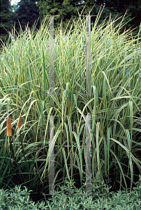 Picture of Miscanthus sinensis 'Variegatus'