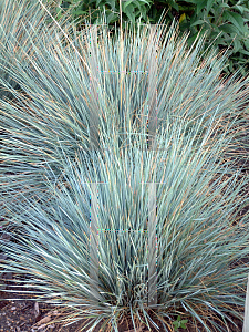 Picture of Helictotrichon sempervirens 'Sapphire'