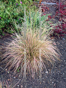 Picture of Deschampsia caespitosa 'Northern Lights'