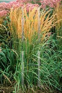 Picture of Calamagrostis x acutiflora 'Karl Foerster'