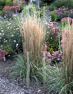 Picture of Calamagrostis x acutiflora 'Overdam'