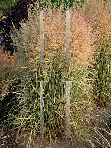 Picture of Calamagrostis x acutiflora 'Overdam'