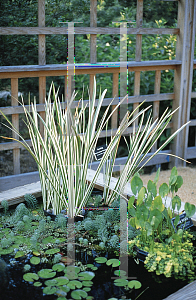 Picture of Acorus calamus 'Variegatus'