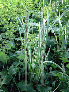 Picture of Acorus calamus 'Variegatus'