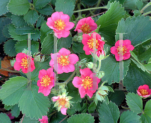 Picture of Fragaria frel 'Lipstick'