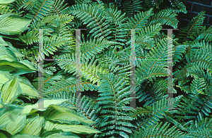 Picture of Polystichum polyblepharum 