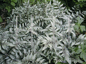 Picture of Athyrium nipponicum 'Pictum'