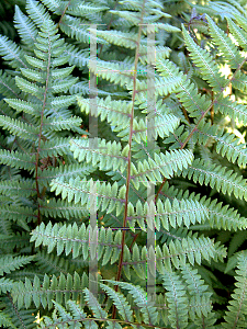Picture of Athyrium  'Branford Beauty'