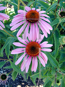 Picture of Echinacea purpurea 'Magnus'