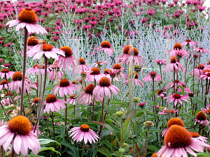 Picture of Echinacea purpurea 'Magnus'