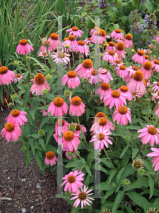 Picture of Echinacea purpurea 'Kim's Knee High'