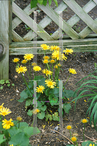 Picture of Doronicum orientale 'Little Leo'