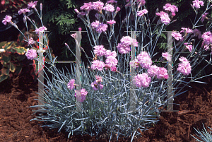 Picture of Dianthus gratianopolitanus 'Mountain Mist'