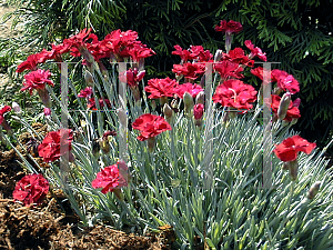 Picture of Dianthus x allwoodii 'Frosty Fire'