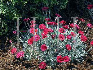 Picture of Dianthus x allwoodii 'Frosty Fire'
