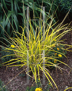 Picture of Carex elata 'Bowles Golden'