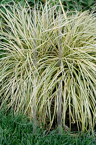 Picture of Carex hachijoensis 'Evergold'