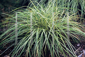 Picture of Carex hachijoensis 'Evergold'