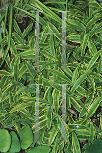 Picture of Carex siderosticha 'Island Brocade'