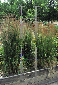 Picture of Calamagrostis x acutiflora 'Karl Foerster'