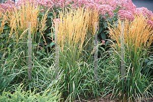 Picture of Calamagrostis x acutiflora 'Karl Foerster'