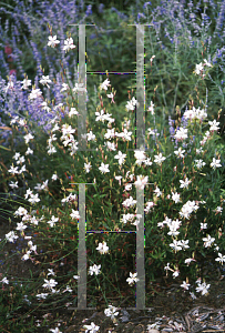 Picture of Oenothera lindheimeri 'Whirling Butterflies'