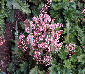 Picture of Heuchera  'Strawberry Candy'