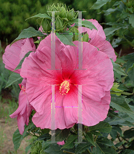 Picture of Hibiscus moscheutos 'Fantasia'