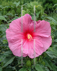 Picture of Hibiscus moscheutos 'Fantasia'