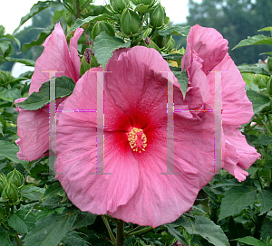 Picture of Hibiscus moscheutos 'Fantasia'