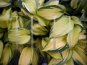 Picture of Hosta  'Cadillac'