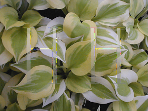 Picture of Hosta  'Heavenly Tiara'