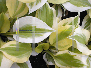 Picture of Hosta  'Heavenly Tiara'