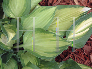Picture of Hosta  'Island Charm'