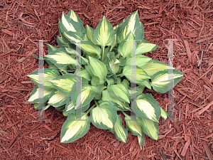 Picture of Hosta  'Island Charm'