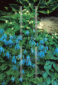 Picture of Corydalis flexuosa 'China Blue'