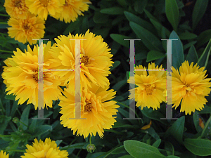 Picture of Coreopsis grandiflora 'Sunray'