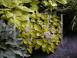 Picture of Hosta  'Little Aurora'