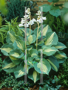 Picture of Hosta  'Thunderbolt'