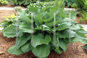 Picture of Hosta  'Vim and Vigor'