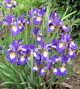 Picture of Iris sibirica 'Ottawa'