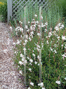 Picture of Oenothera lindheimeri 'Whirling Butterflies'