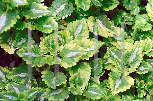 Picture of Lamium maculatum 'Anne Greenaway'