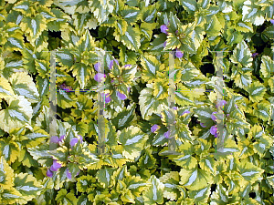 Picture of Lamium maculatum 'Anne Greenaway'