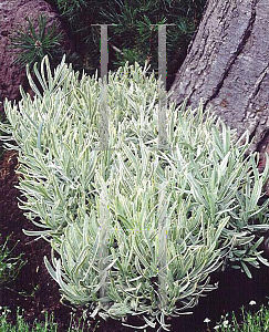 Picture of Lavandula x intermedia 'Goldburg'