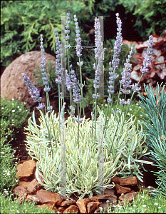 Picture of Lavandula x intermedia 'Goldburg'