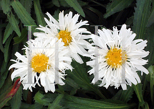 Picture of Leucanthemum x superbum 'Crazy Daisy'